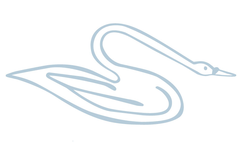 Swan illustration