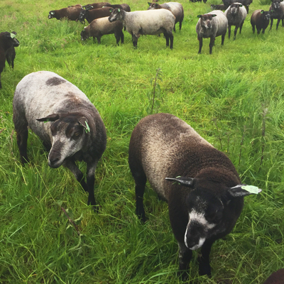 Studio Artero sheep and natural landscape